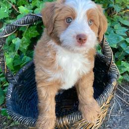 Emerald - female Australian Mountain Doodle puppy in Port Orchard, Washington from Yukon Harbor Doodles