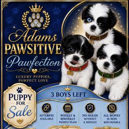 Shih Tzu puppies from Adams Pawsitive Pawfection