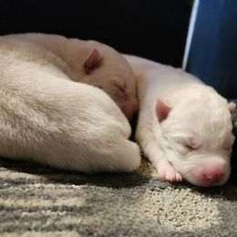 Ren - White female Siberian Husky puppy in Madison, Georgia from Thornbury Kennel