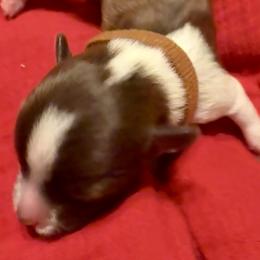Archer - Chocolate, tan and white male Yorkshire Terrier puppy in Tangipahoa County, Louisiana from Riche’ Louisiana Yorkies