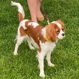 Lily - Cavalier King Charles Spaniel