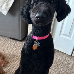 Bernedoodle and Poodle All Grown Up from Sweet Tea Kennels
