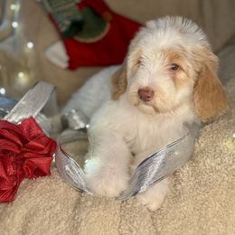 PUMPKIN - red parti girl - Red female Bernedoodle puppy in Lookout, California from Remington Kennels, LLC
