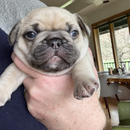 Myrrhy - Fawn male French Bulldog puppy in Cave Junction, Oregon from Oregon Frenchie Paradise