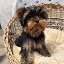 Boy number 3 - Black and tan male Yorkshire Terrier puppy in Statham, Georgia from The Yorkie Love Shack