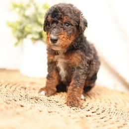 Tux - Tri-color male Bernedoodle puppy in Spokane, Washington from Doodle Love