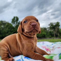 Vizsla Puppies from Countryside Vizslas