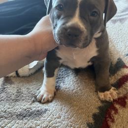 American Bully Puppies from M&M XL Bully Kennel
