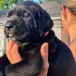 Pink Collar Girl - Black female Cane Corso puppy in Weimar, Texas from Cane Corso Authority
