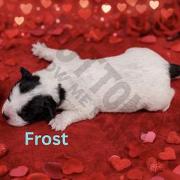 Frost - Blue mottled male Australian Cattle Dog puppy in Oronogo, Missouri from Dutton's Show Me Farms