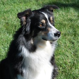 Katt - Australian Shepherd