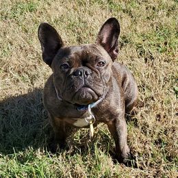 French Bulldogs from Belle's Beautiful Frenchies