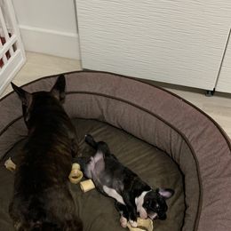 French Bulldog Puppies from Luna and London’s Puppies