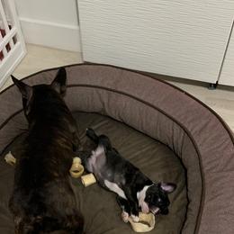 French Bulldog Puppies from Luna and London’s Puppies