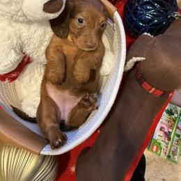 Lylla-Lola - yellow - Red female Dachshund puppy in Pittsburg, California from Super Hero Dachshunds