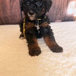 Star - Phantom female Goldendoodle puppy in Luana, Iowa from Country View Bernedoodles and Goldendoodles