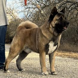 Mads - Akita