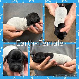 Earth - Black roan female German Shorthaired Pointer puppy in Pierz, Minnesota from RFP Pointers German Shorthaired Pointers