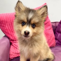 Greyson - Gray and white male Pomsky puppy in La Verne, California from Red Cedar Pomskies