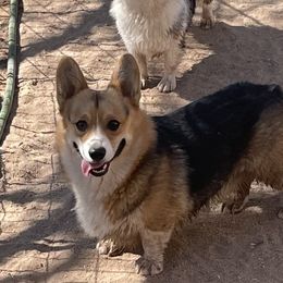 Casey - Pembroke Welsh Corgi