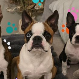 Boston Terriers from Nine Acre Boston's