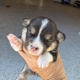 Girl 4 - Black and tan female Pembroke Welsh Corgi puppy in Ocala, Florida from Rivermont Farm
