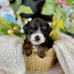 Pua - male Australian Mountain Doodle puppy in Randolph, Utah from Dry Canyon Pups