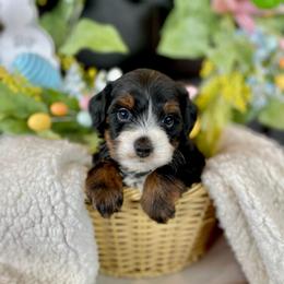 Pua - male Australian Mountain Doodle puppy in Randolph, Utah from Dry Canyon Pups