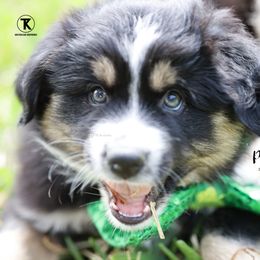 Australian Shepherd, Miniature American Shepherd, Miniature Australian Shepherd, and Toy Australian Shepherd Puppies from TK Standard, Mini, & Toy Aussies