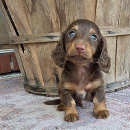 Chocolate tan - Chocolate and tan male Dachshund puppy in Ashford, Alabama from Circle City Dachshunds