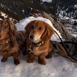 Dachshunds from The Long Dog Lounge of Montana