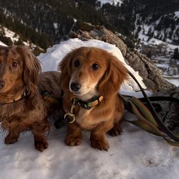 Dachshunds from The Long Dog Lounge of Montana