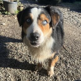 Max - Australian Shepherd