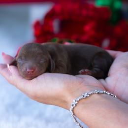 Buttons - Chocolate and tan male Dachshund puppy in Fort Myers, Florida from Blossom Paws