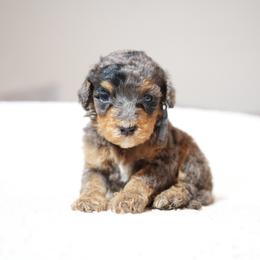 Gray collar - Blue merle female Bernedoodle puppy in Spokane, Washington from Doodle Love