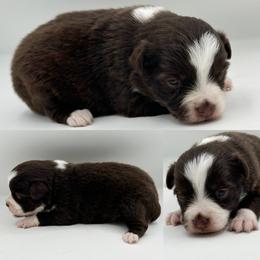 Red tri female 2 - Red tri female Toy Australian Shepherd puppy in Brooker, Florida from Honey, I Shrunk the Aussies