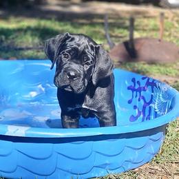 Yellow boy - Black male Cane Corso puppy in Mc Ewen, Tennessee from Worldwide Kennels