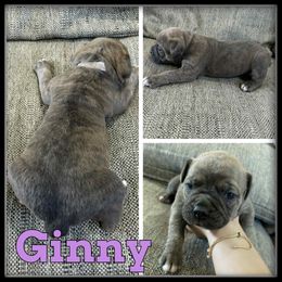 Ginny - Brown brindle female Olde English Bulldogge puppy in Wheeler, Michigan from Haase Family Kennels