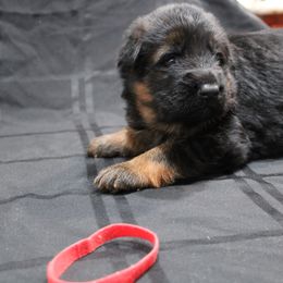 German Shepherd Puppies from Rodney Aguirre