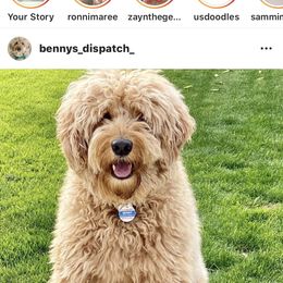 Bernedoodle, Goldendoodle, and Aussiedoodle All Grown Up from Arizona Goldendoodles