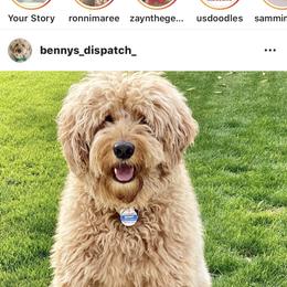Bernedoodle, Goldendoodle, and Aussiedoodle All Grown Up from Arizona Goldendoodles