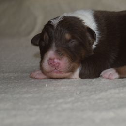 Boy 1 - Red & white male Australian Shepherd puppy in Russell Springs, Kentucky from Maggie Withers' Australian Shepherds