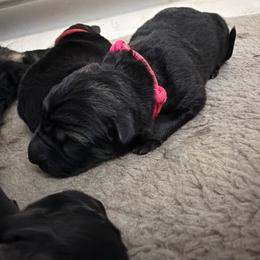 Pink Female - Sable female German Shepherd puppy in Saratoga Springs, Utah from Vom Stille Teufelshunde Kennels
