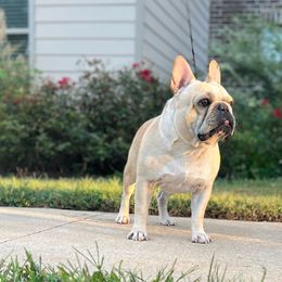 Chewy - French Bulldog