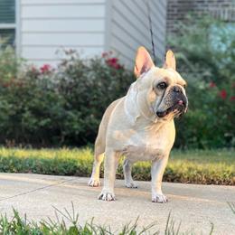 Chewy - French Bulldog