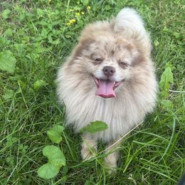 Rocky - Pomeranian