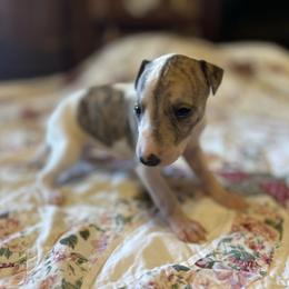 Sweetheart - White and red brindle female Whippet puppy in Oneida, Tennessee from Saving Grace
