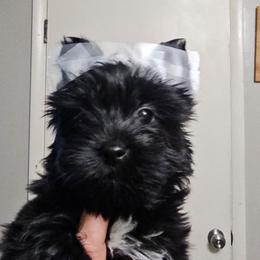 Louie - Black and tan male Yorkshire Terrier puppy in Hamilton, Ohio from Purebred Yorkies of Ohio