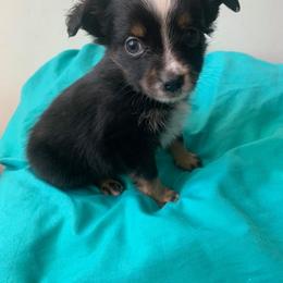 Miniature Australian Shepherd and Toy Australian Shepherd Puppies from North Georgia Gems