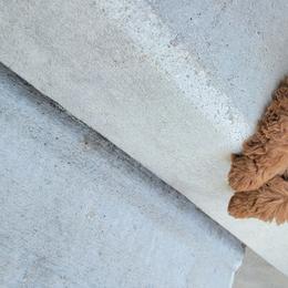 Goldendoodles and Poodles from Tender Little Paws